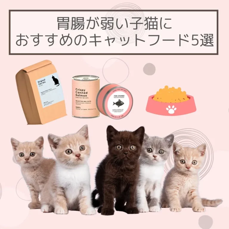 胃腸が弱い子猫におすすめのキャットフード5選！
