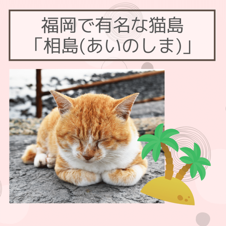 猫好きの聖地！福岡の猫島で有名な「相島（あいのしま）」アクセス方法も詳しく解説