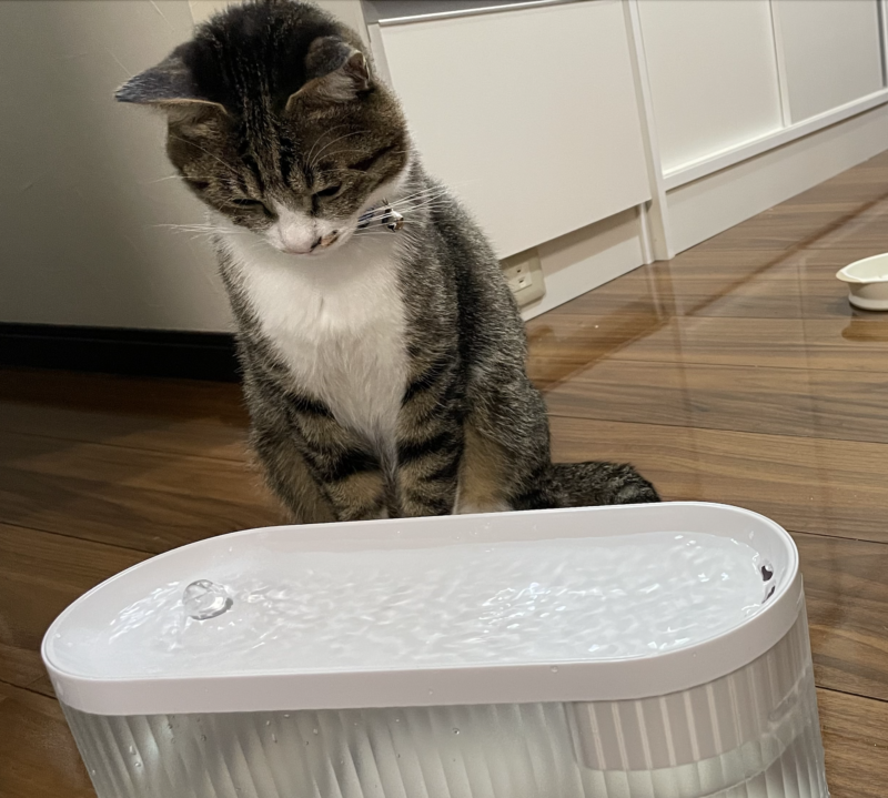 はじめて自動給水器を見た猫