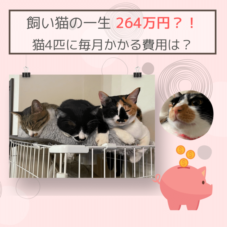 飼い猫の一生 264万円は本当？！猫4匹に毎月かかる費用は？