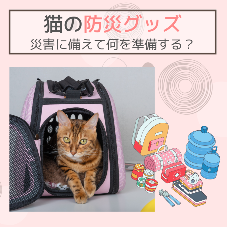 猫の防災グッズ｜災害に備えて何を準備しておくべき？