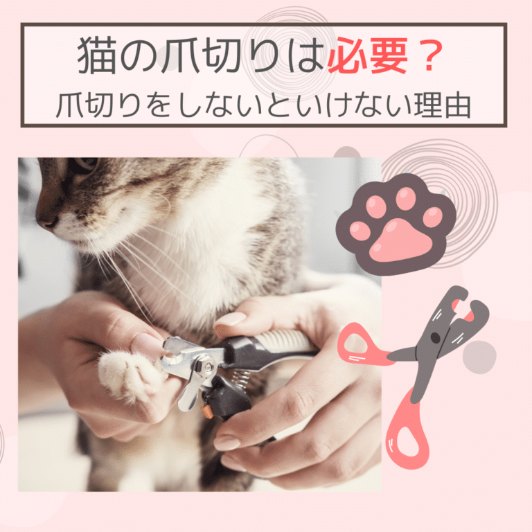 猫の爪切りは必要？爪切りをしないといけない理由
