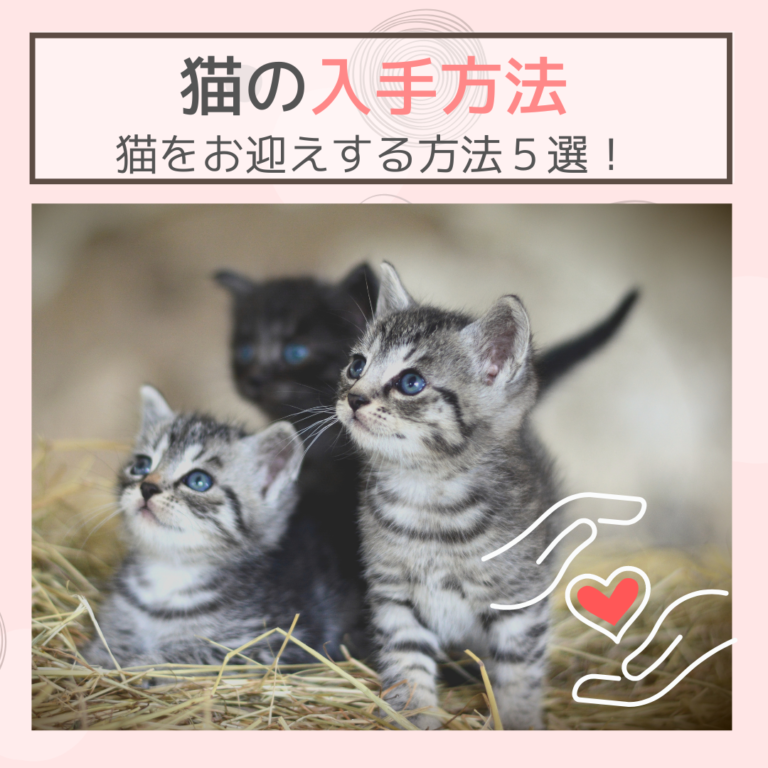 猫の入手方法｜猫をお迎えする方法５選