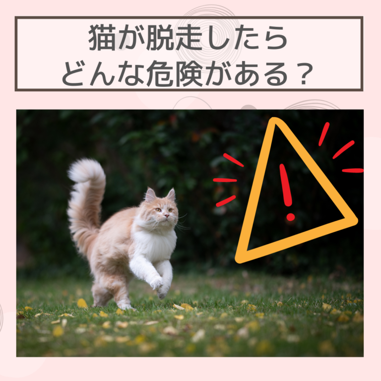 猫が脱走したらどんな危険がある？探し方や脱走防止、災害時にも役立つ備えとは？！