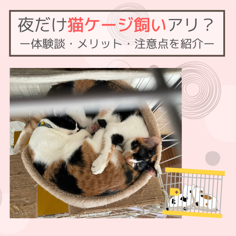 夜だけ猫ケージ飼いするのはアリ？私の体験談とメリット・注意点を紹介します！